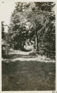 Image of Path through the woods